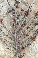 "Berries & Branches"