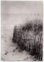 "Beach Grass"